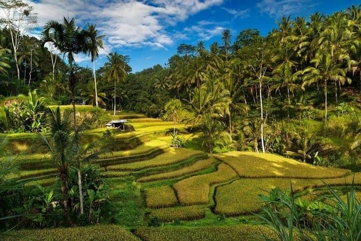 Ubud Rice Terraces, Bali Swing & Sacred Sites: Full-Day Tour from Ubud photo 2