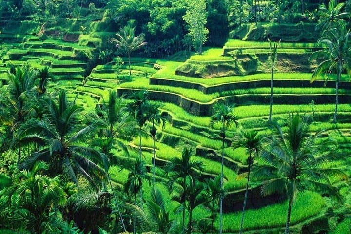 Ubud Rice Terraces, Bali Swing & Sacred Sites: Full-Day Tour from Ubud photo 4