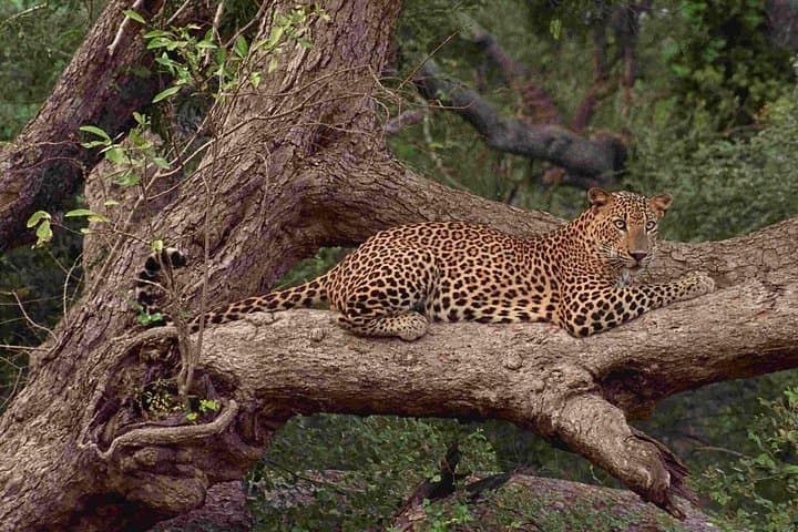 Budget Wilpattu Safari from Colombo — Jeep Safari to See Leopards and Elephants photo 3