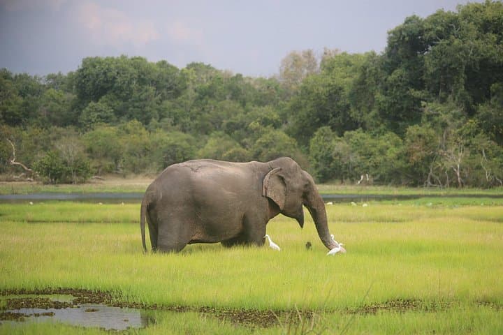 Budget Wilpattu Safari from Colombo — Jeep Safari to See Leopards and Elephants photo 4