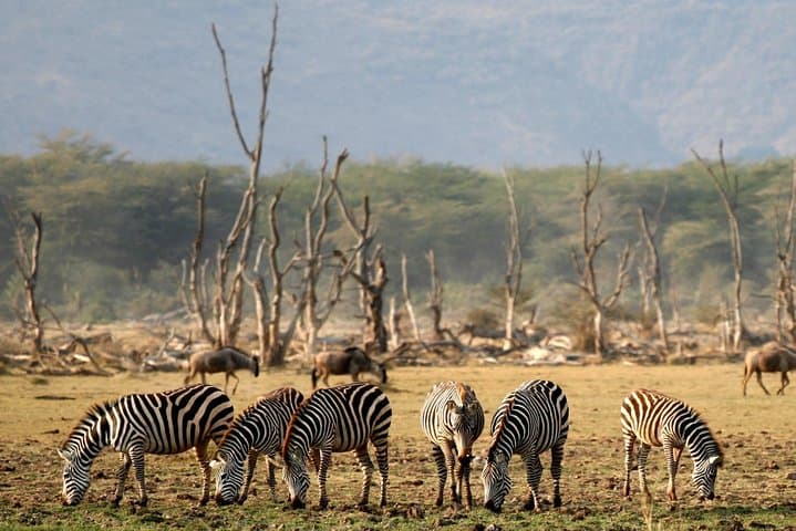 3-Day Tarangire, Ngorongoro & Lake Manyara Safari — Northern Tanzania Wildlife Circuit photo 4