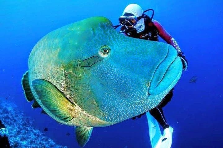 Tiran Island Boat Trip from Sharm El-Sheikh: Snorkel the Blue Lagoon and Coral Reefs photo 2