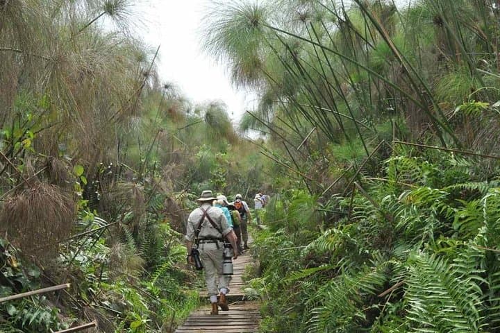 Kibale National Park 3-Day Chimpanzee Trekking Safari — Kanyanchu & Bigodi photo 4