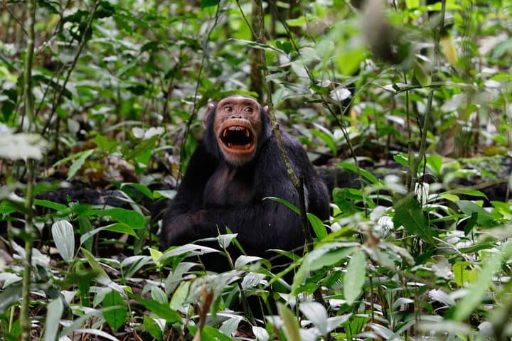 Kibale National Park 3-Day Chimpanzee Trekking Safari — Kanyanchu & Bigodi photo 5