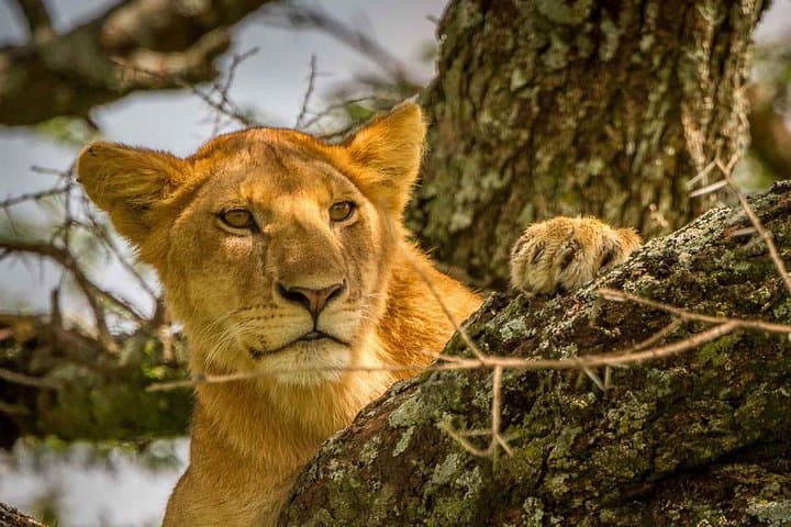 4-Day Astonishing Safari: Tarangire, Serengeti & Ngorongoro Crater