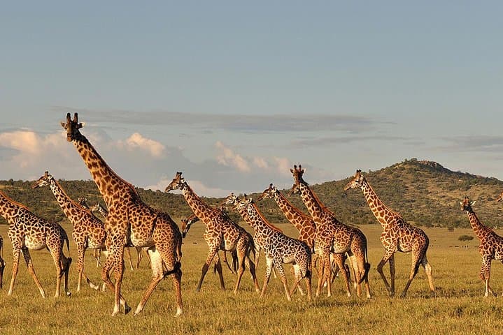 4-Day Astonishing Safari: Tarangire, Serengeti & Ngorongoro Crater photo 5