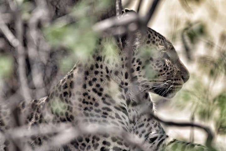 Chobe National Park 9-Hour Full-Day Game Drive — Kasane Safari Experience photo 5