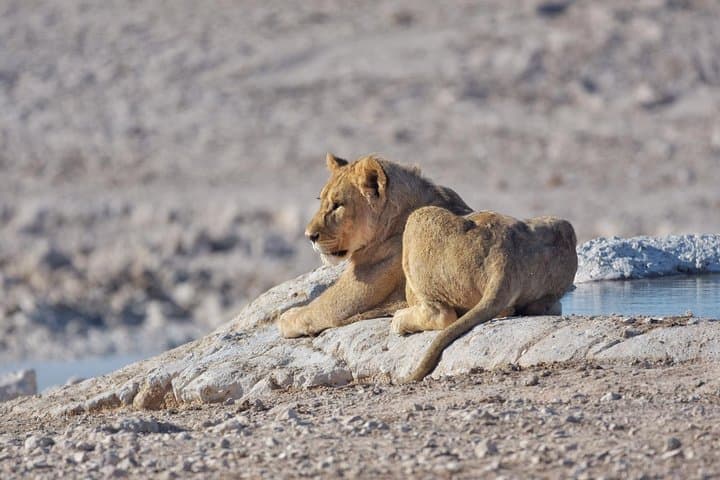 Chobe National Park 9-Hour Full-Day Game Drive — Kasane Safari Experience photo 6