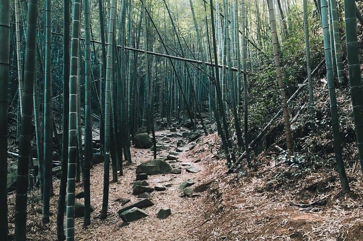 Plog and Hike Mount Mogan: Guided Eco-Hike from Hangzhou photo 2