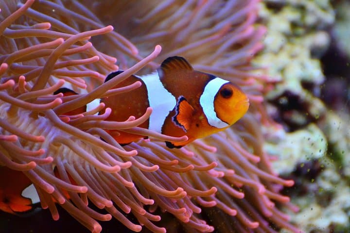 Bunaken Island Three-Point Snorkel: Marine Park Day Trip from Manado photo 5