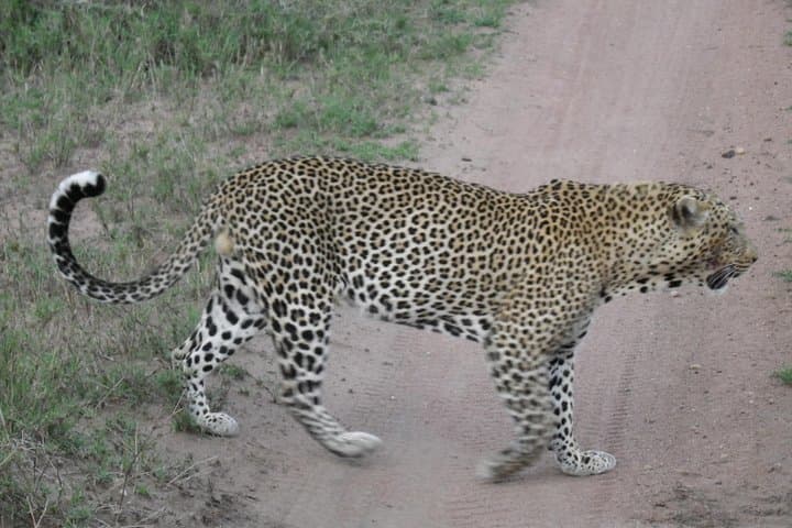 Pumba Tanzania Safari: 8-Day Arusha to Serengeti & Ngorongoro Wildlife Safari photo 3