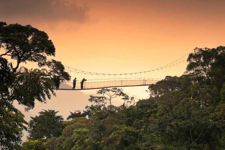Nyungwe Canopy Walk and Chimpanzee Trekking: 2-Day Rainforest Adventure photo 5
