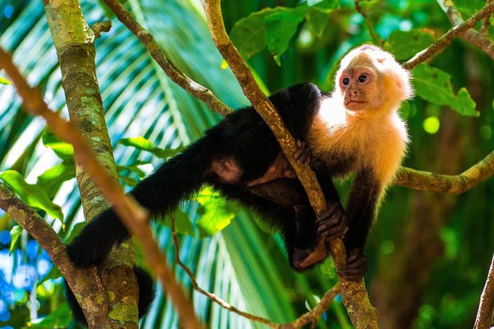 Manuel Antonio National Park Private Day Tour from Jacó — Beaches, Monkeys & Guided Trails photo 3