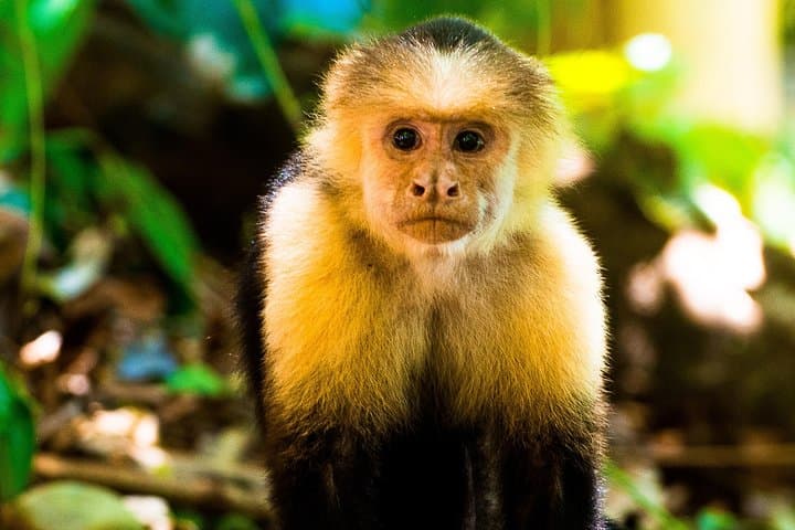 Manuel Antonio National Park Private Day Tour from Jacó — Beaches, Monkeys & Guided Trails photo 5