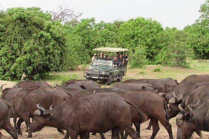 Chobe Full Day Safari: Game Drive and Sunset Cruise from Victoria Falls photo 3