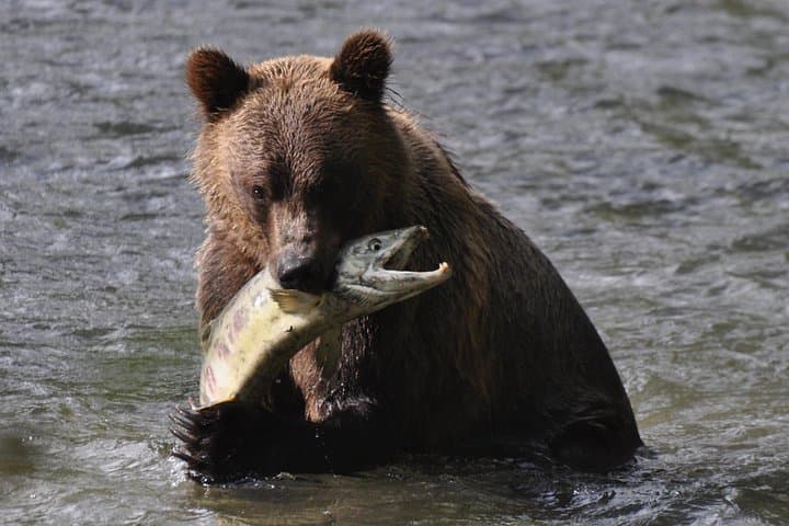 Bute Inlet Grizzly-Watching: Full-Day Boat Tour from Campbell River photo 2
