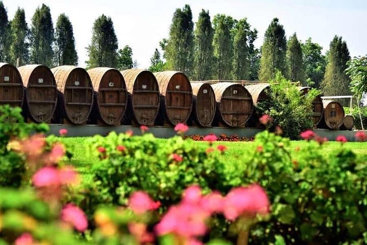 Ica Winery and Pisco Distillery Tour — Tacama, El Arrabal & Bodega Nietto photo 2