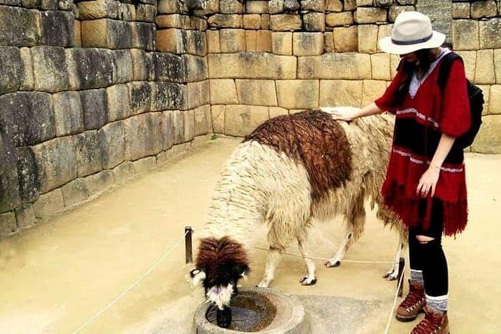Full-Day Machu Picchu Guided Tour from Cusco — Train, Bus & Citadel Highlights photo 3