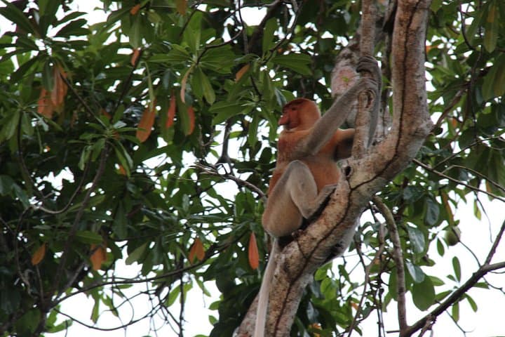 Klias River Fireflies Cruise: Proboscis Monkeys & Night Safari from Kota Kinabalu