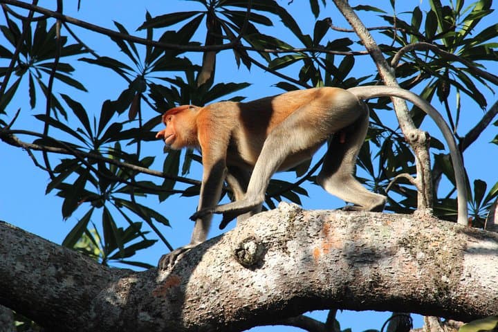 Klias River Fireflies Cruise: Proboscis Monkeys & Night Safari from Kota Kinabalu photo 4