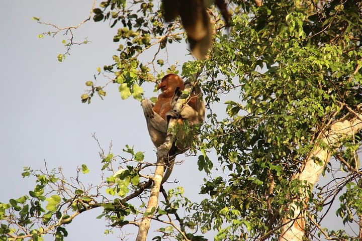 Klias River Fireflies Cruise: Proboscis Monkeys & Night Safari from Kota Kinabalu photo 3