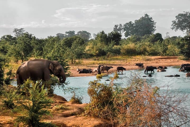 Udawalawe National Park Safari: 3-Hour Elephant and Bird-Watching Jeep Tour photo 3