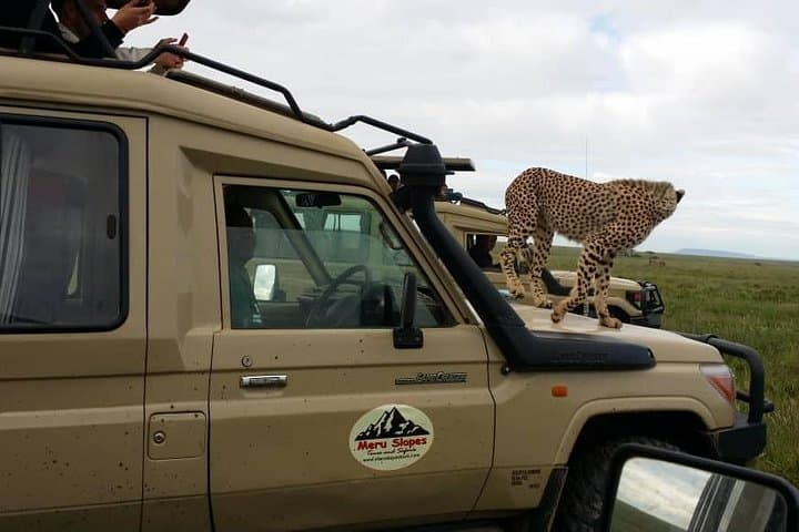 Tarangire Day Safari from Arusha — Private Game Drive to See Elephant Herds photo 3