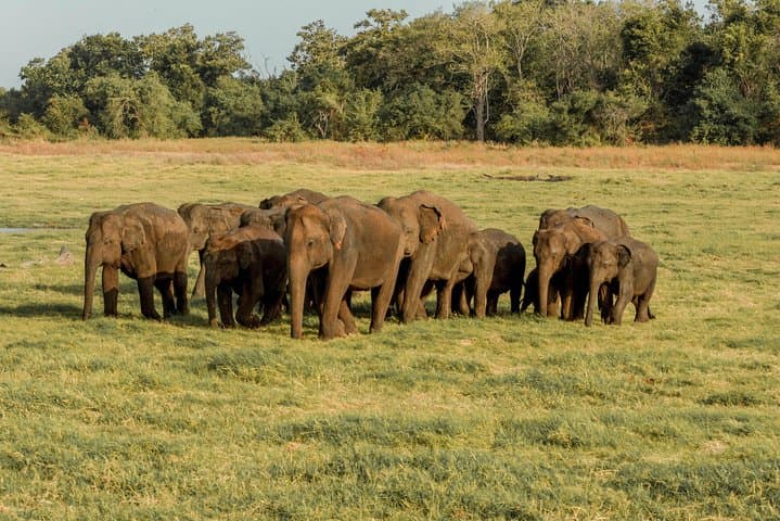 Minneriya National Park Private Safari: Elephant Herds, Birding & 4x4 Game Drive photo 4