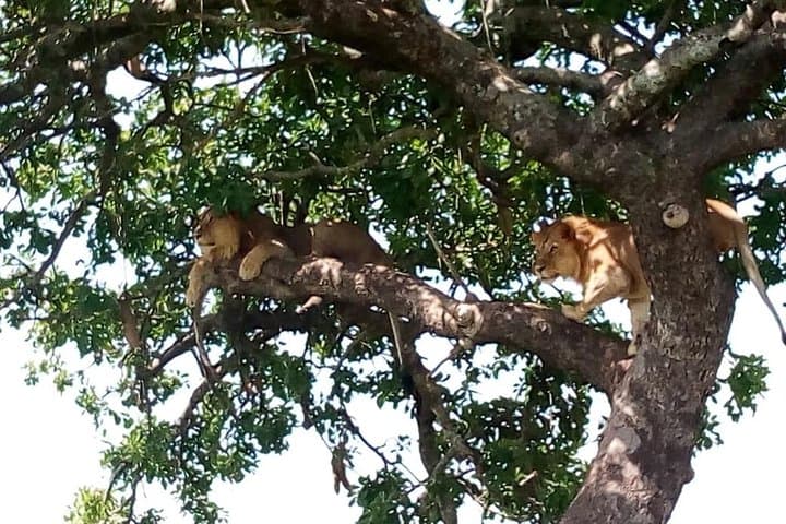 2-Day Amboseli Safari: Elephants, Kilimanjaro Views & Luxury Camping