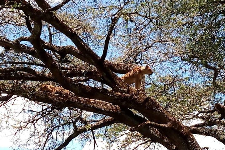 Two-Day Maasai Mara Safari from Nairobi — Wildlife Viewing, Tips & What to Expect photo 2