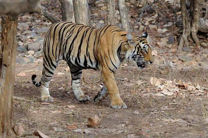 Ranthambore Tiger Safari from Jaipur — Private Day Tour to See Bengal Tigers photo 3