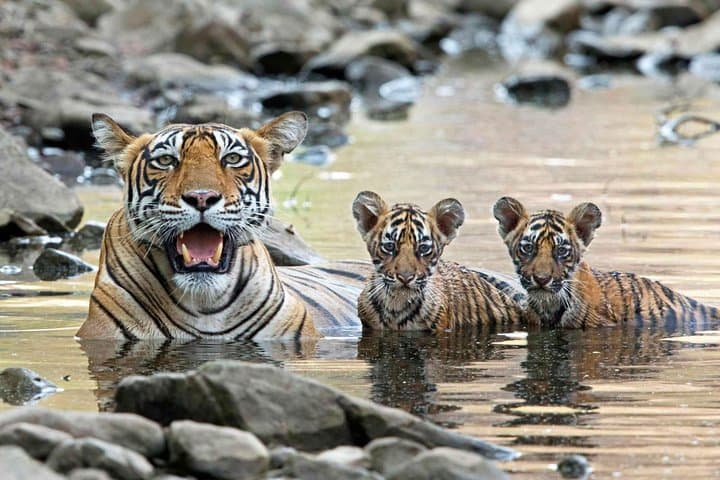 Ranthambore Tiger Safari from Jaipur — Private Day Tour to See Bengal Tigers photo 4