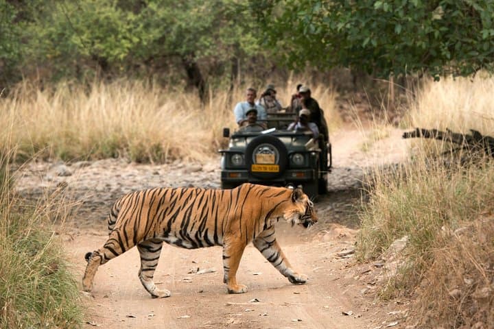 Golden Triangle & Ranthambore: 4-Day Tiger Safari from Delhi photo 6