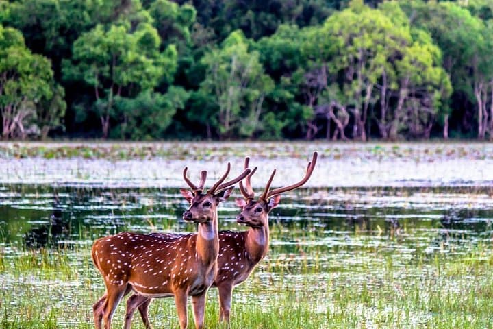 Three-Day Galle to Yala Safari: Coastal History and Leopard Country photo 4