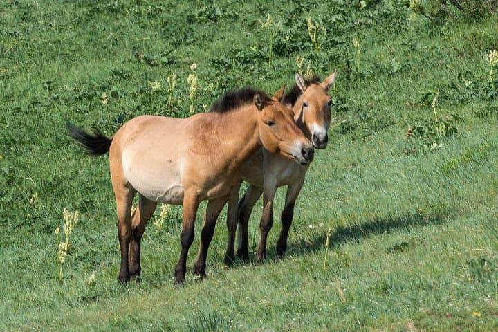 Essence of Mongolia: 4-Day Ger Camp, Dunes & Wild Takhi Horses photo 6