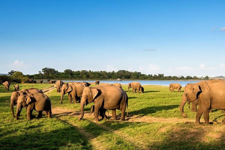 Ritigala & Minneriya Safari Day Trip: Ancient Monastery Ruins and Elephant Herds photo 4