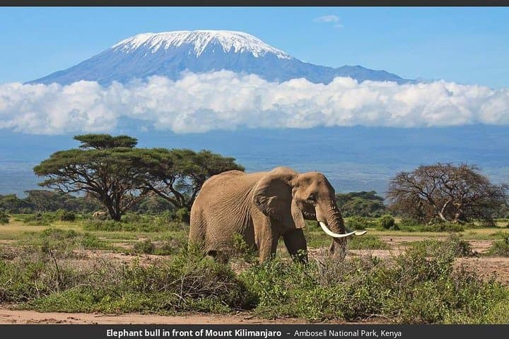 3-Day Amboseli Safari from Nairobi — Elephants, Kilimanjaro Views & Full-Board Game Drives photo 3