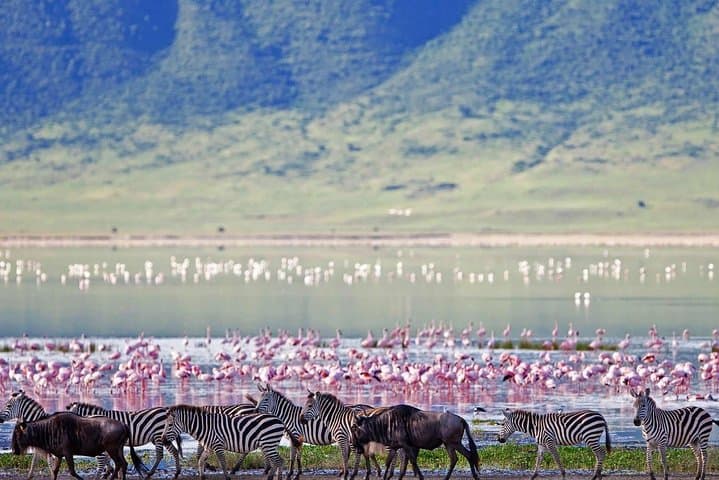One-Day Ngorongoro Crater Safari: Game Drive from Arusha photo 4