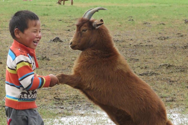Essence of Mongolia: 5-Day Ger Stays, Kharkhorum & Hustai Wild Horses photo 4