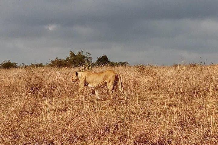 Lake Nakuru Day Safari: Flamingos, Rhinos & Rift Valley Views from Nairobi