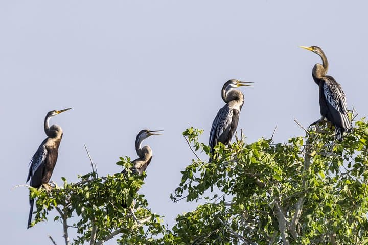 Bundala National Park Private Safari: Migratory Birds & 4x4 Wetland Adventure photo 3