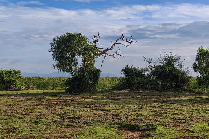 Bundala National Park Private Safari: Migratory Birds & 4x4 Wetland Adventure photo 2