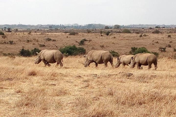 Lake Nakuru Day Safari: Flamingos, Rhinos & Rift Valley Views from Nairobi photo 2