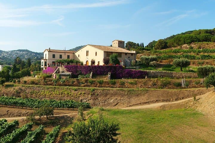 Breakfast Winery Experience in Alella: Private Organic Wine Tasting near Barcelona