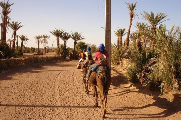 Camel Ride in Marrakech's Palmeraie: Palm Grove Camel Tour & Mint Tea Experience photo 5