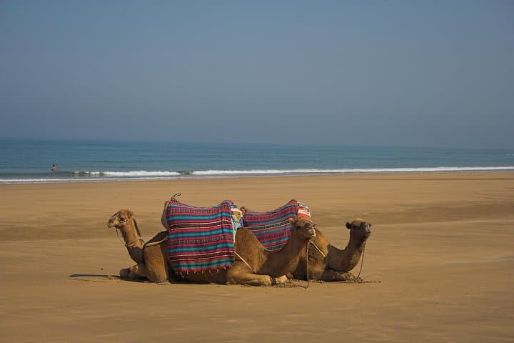 Camel Ride in Marrakech's Palmeraie: Palm Grove Camel Tour & Mint Tea Experience photo 6