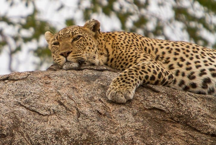 6-Day Northern Tanzania Safari and Culture: Tarangire, Serengeti, Ngorongoro & Lake Eyasi photo 2