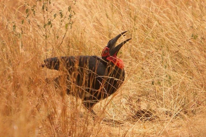 6-Day Northern Tanzania Safari and Culture: Tarangire, Serengeti, Ngorongoro & Lake Eyasi photo 3