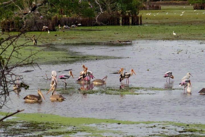 Kumana National Park Private Safari — Birding & Wildlife Drive in Sri Lanka's East photo 4