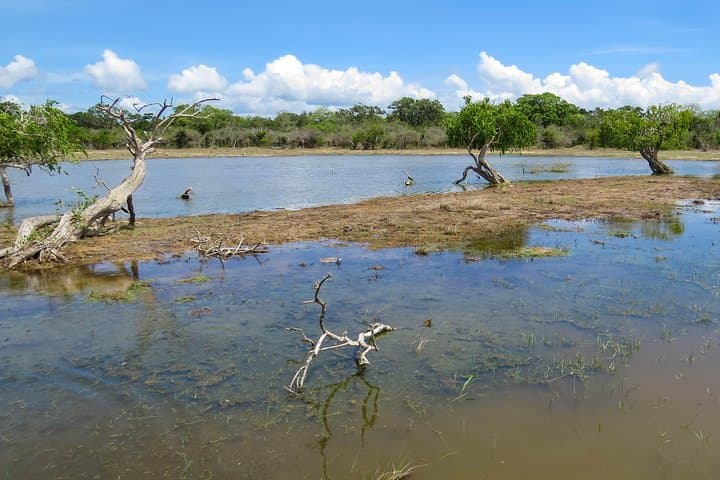 Kumana National Park Private Safari — Birding & Wildlife Drive in Sri Lanka's East photo 5